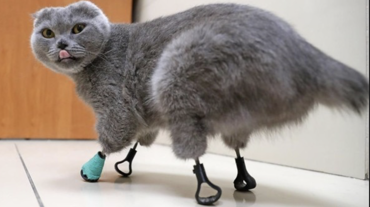 【钛媒体视频】俄兽医用3D打印技术为流浪猫“重生”四肢