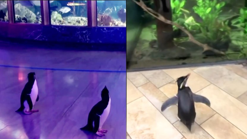 【钛搞了·视频】美国芝加哥水族馆因疫情关闭，企鹅变成唯一“游客”
