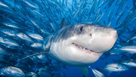鲨鱼为什么被称作“海上猎人”？