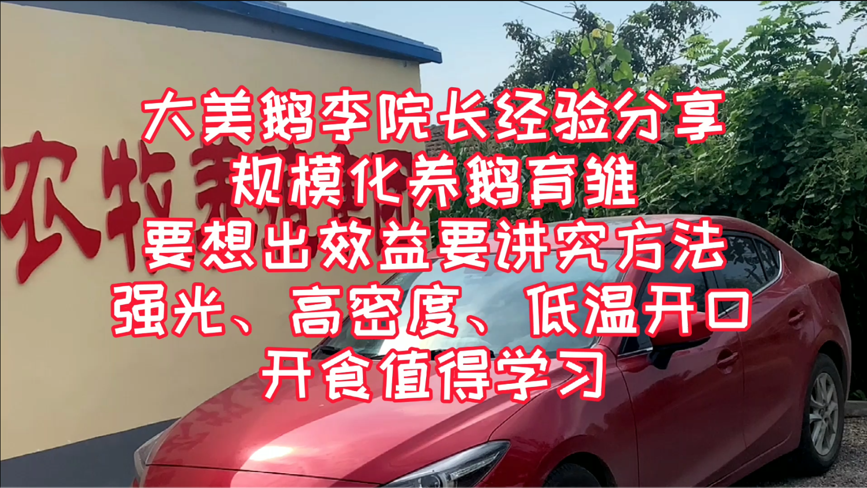 大美鹅分享鹅越来越难养的原因，规模化养鹅还需从种源品质上提升