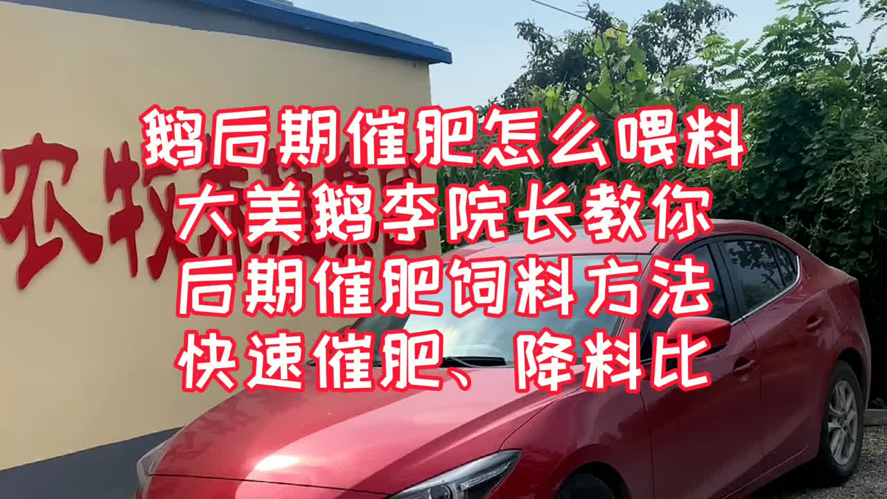 鹅后期催肥怎么喂料，大美鹅教你鹅后期催肥饲料方法，还能降料比