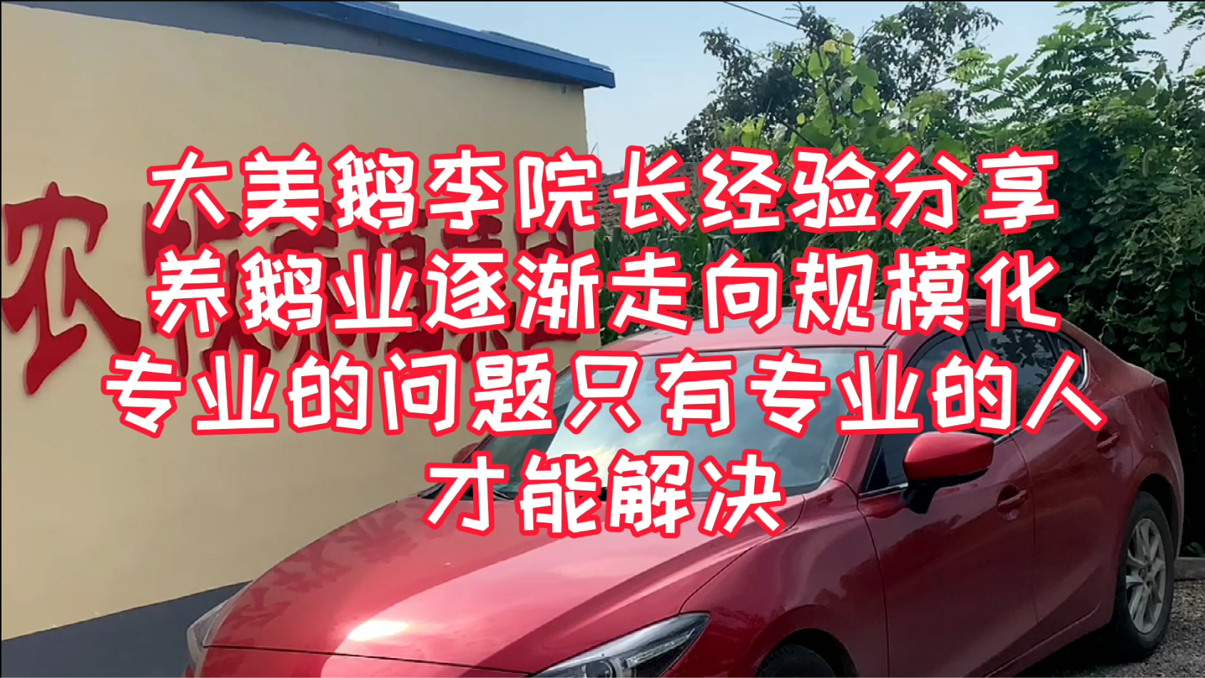 大美鹅分享养鹅业逐渐走向规模，有专业养鹅技术的人才能养好鹅
