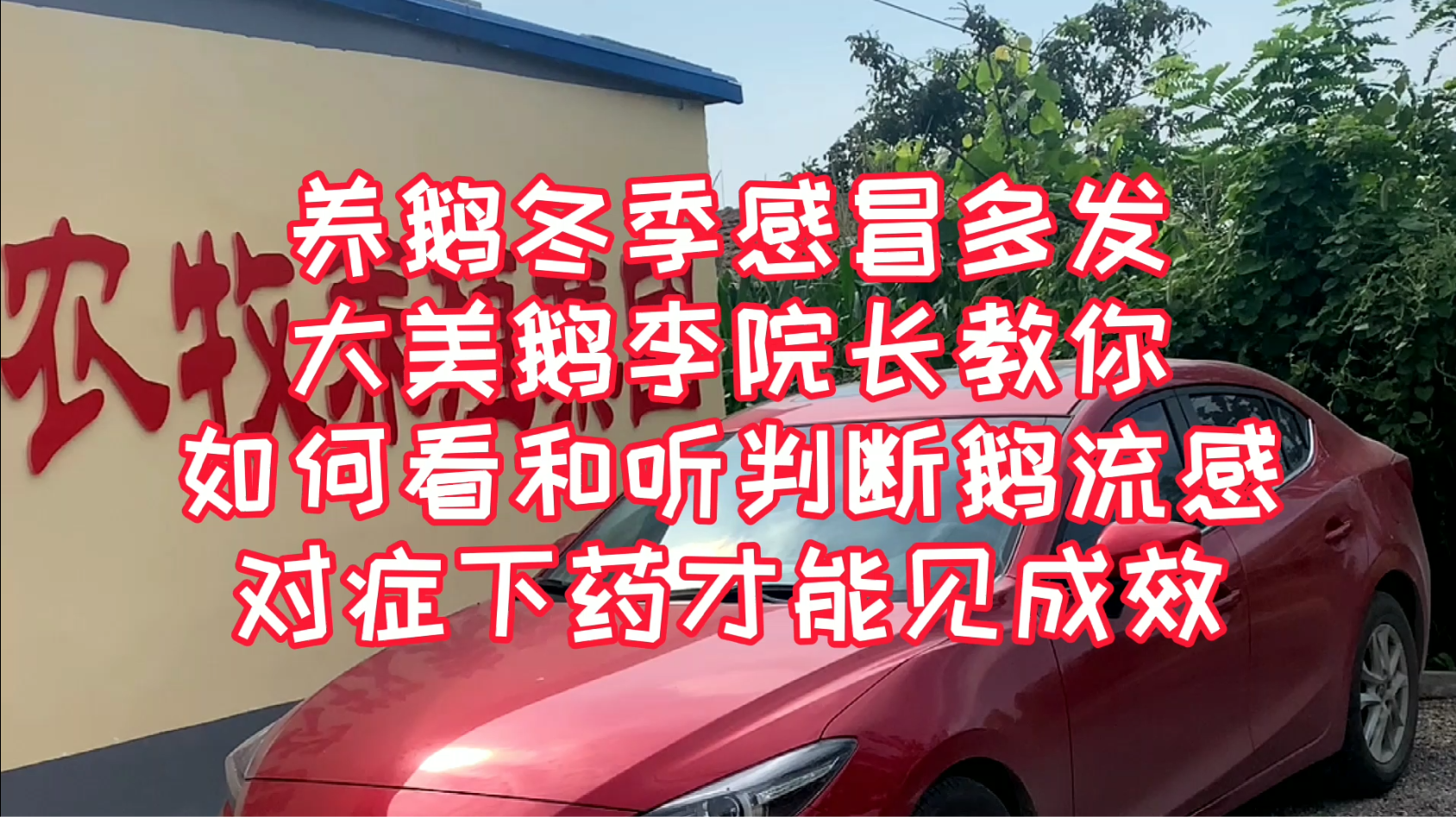 养鹅冬季感冒多发，大美鹅教你如何判断鹅流感,对症下药见成效!