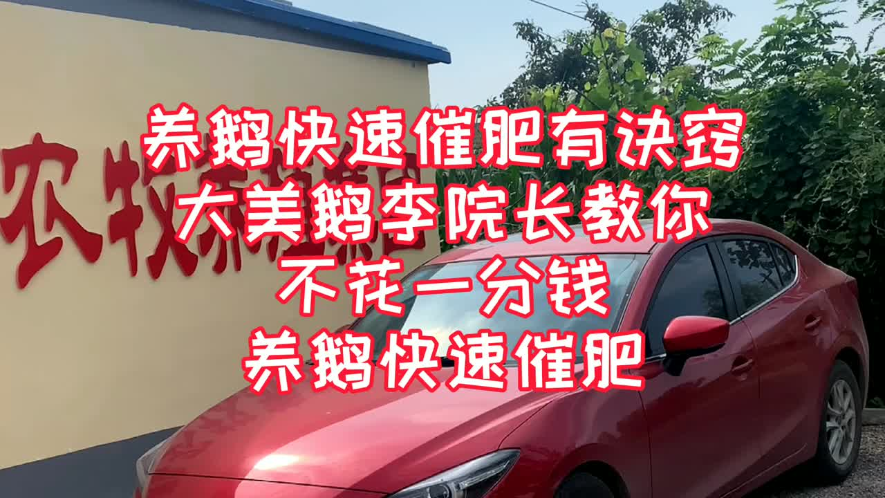 养鹅快速催肥有诀窍，大美鹅教你教你不花一分钱养鹅就能快速催肥