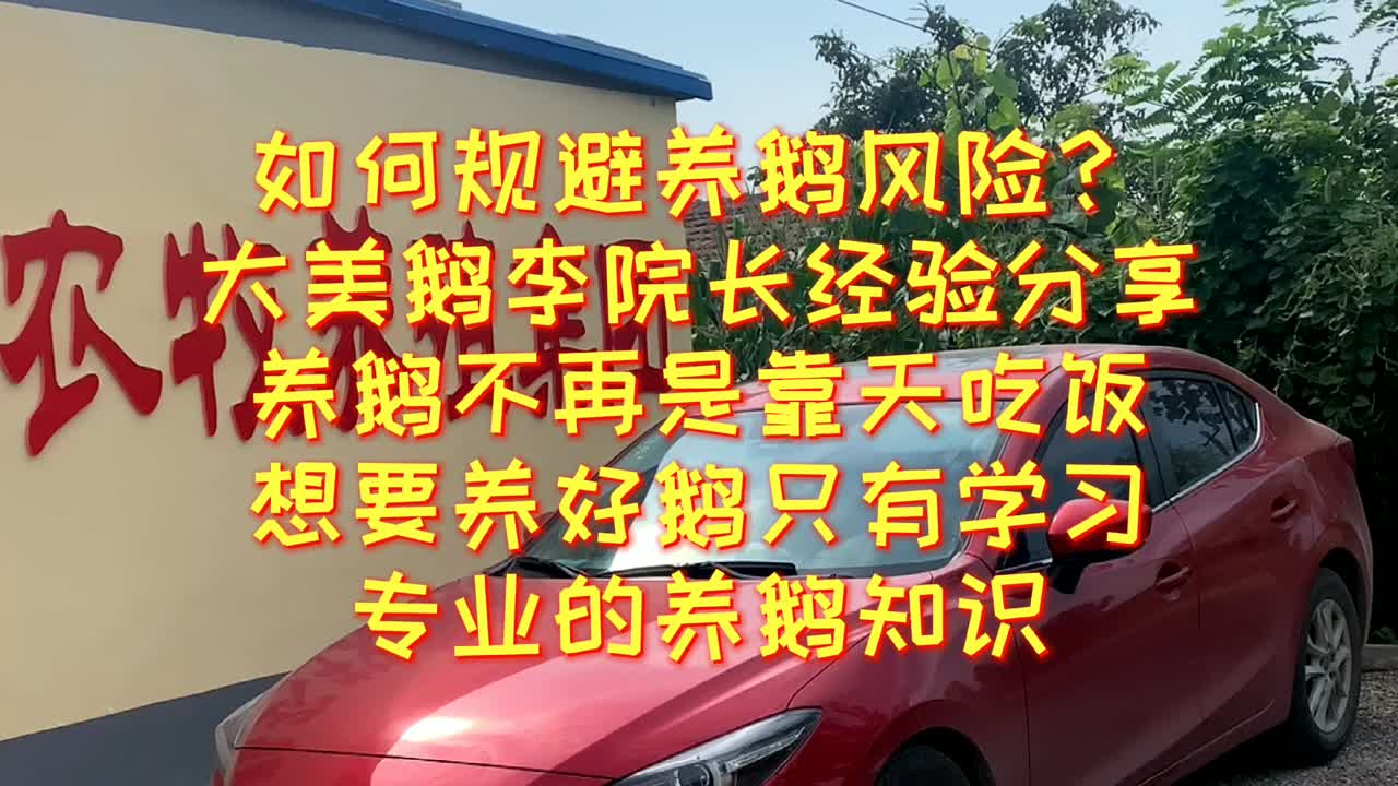 大美鹅分享养鹅不再是靠天吃饭，只有专业的养鹅知识才能规避风险