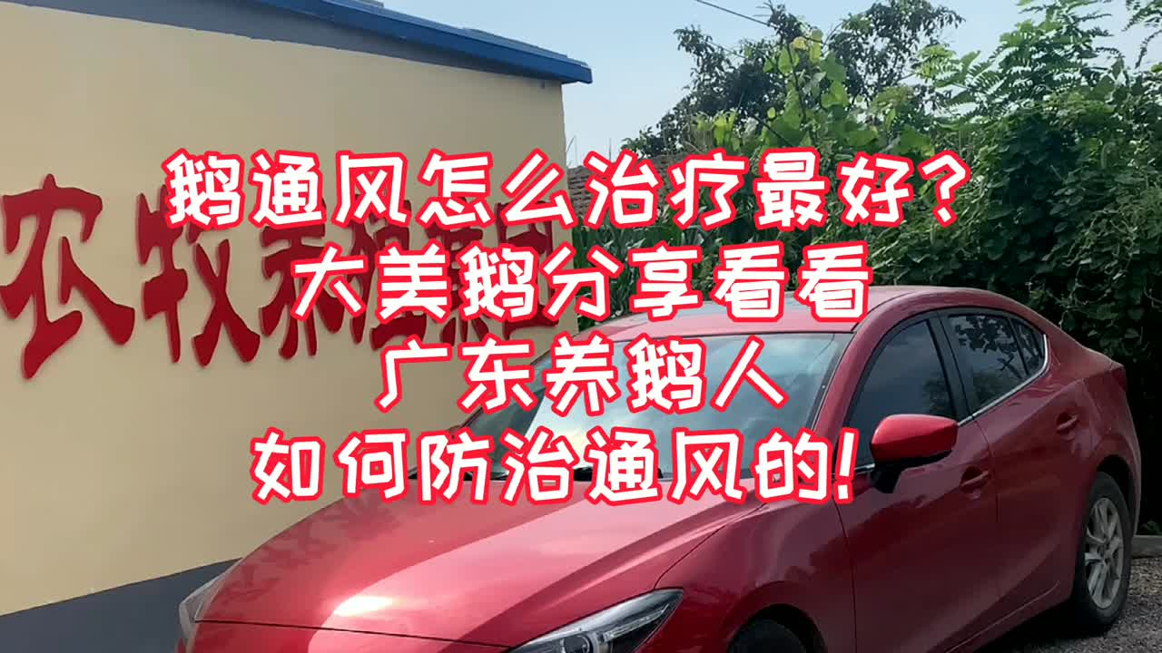 鹅痛风怎么治疗最好?大美鹅分享看看广东养鹅人如何防治痛风的！