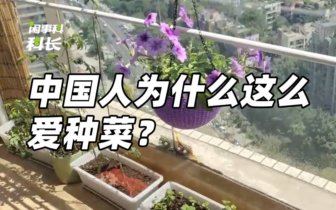 为什么看到一块空地，中国人第一时间就想种菜？