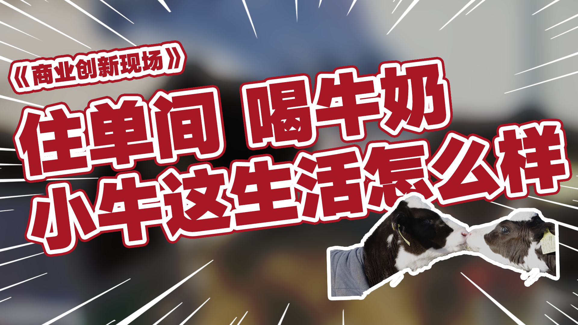 【商业创新现场】零下35度，小牛犊的生活真是没谁了