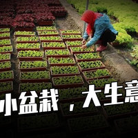 小盆栽，大生意，富景中国4战港交所！