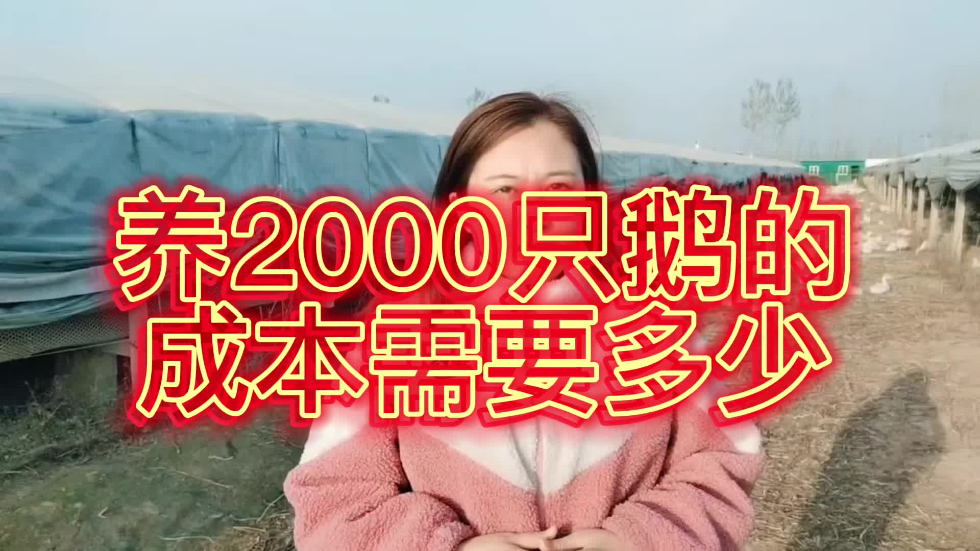 养2000只鹅的成本需要多少