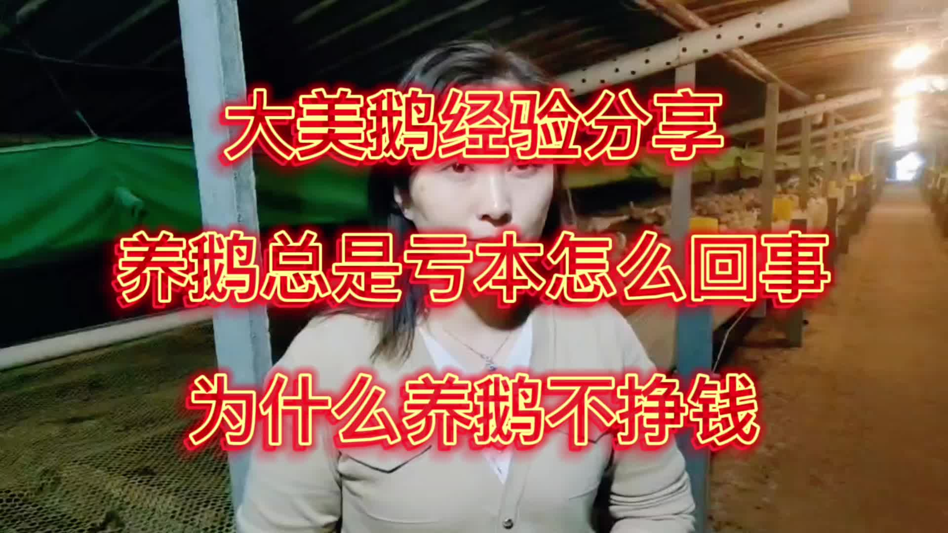 大美鹅经验分享养鹅总是亏本怎么回事？为什么养鹅不挣钱