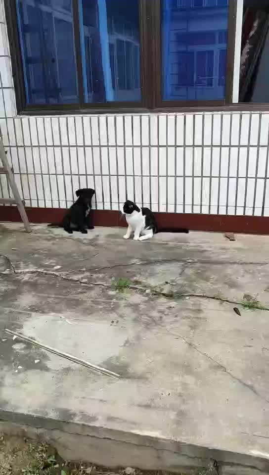 猫和狗大战