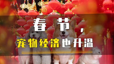 春节，宠物经济也升温