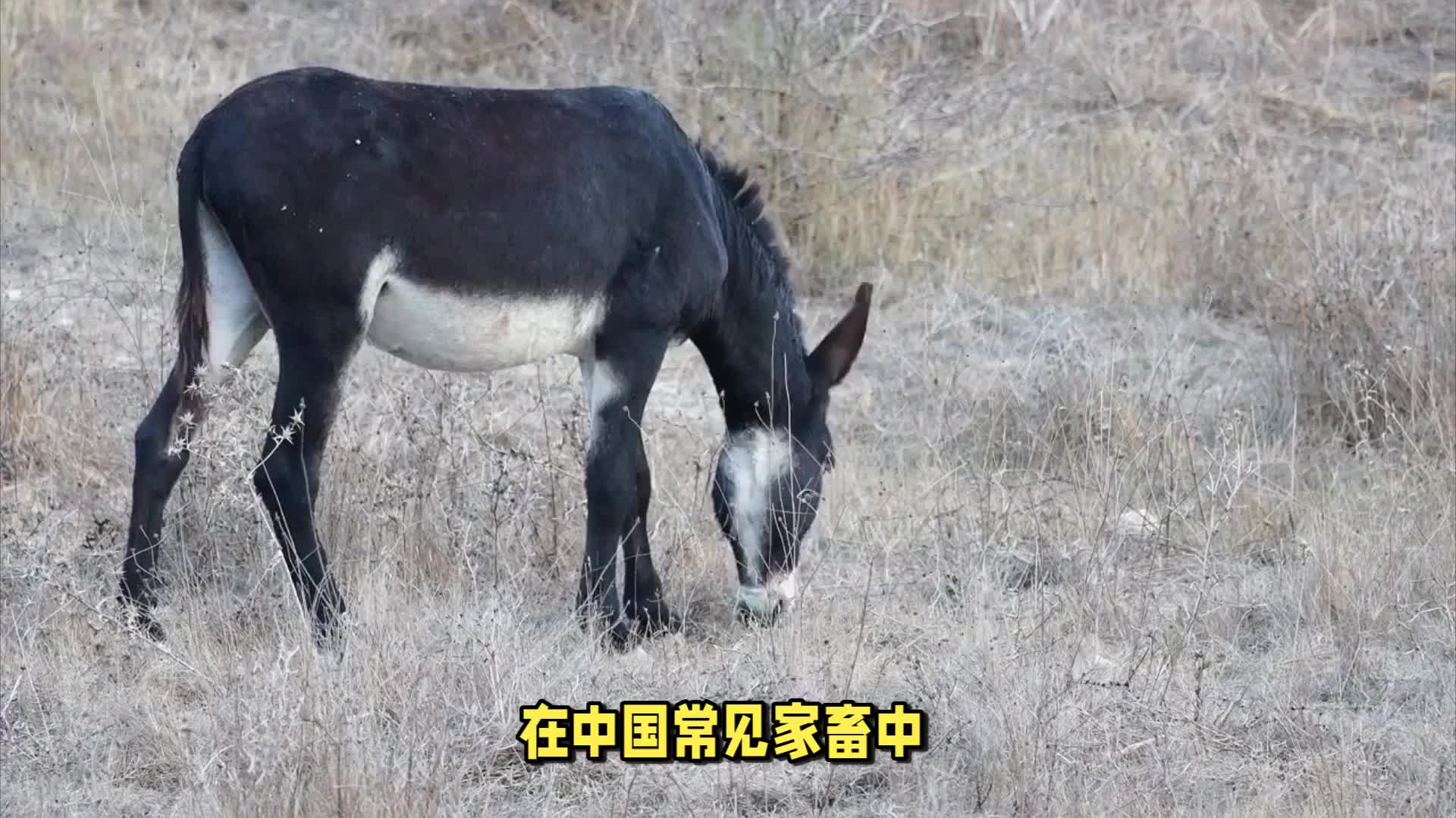 牛馬有的是驢不夠了？缺驢危機到底是怎么來的？