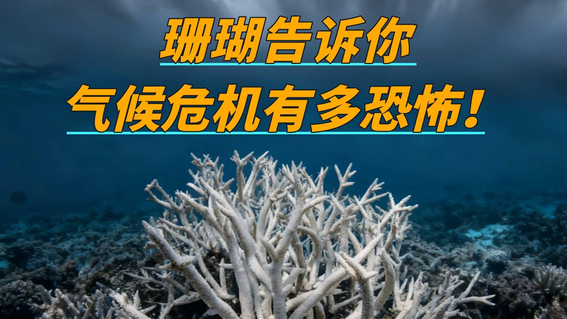 气候危机有多恐怖？珊瑚白化背后，是地球生态崩溃的前奏