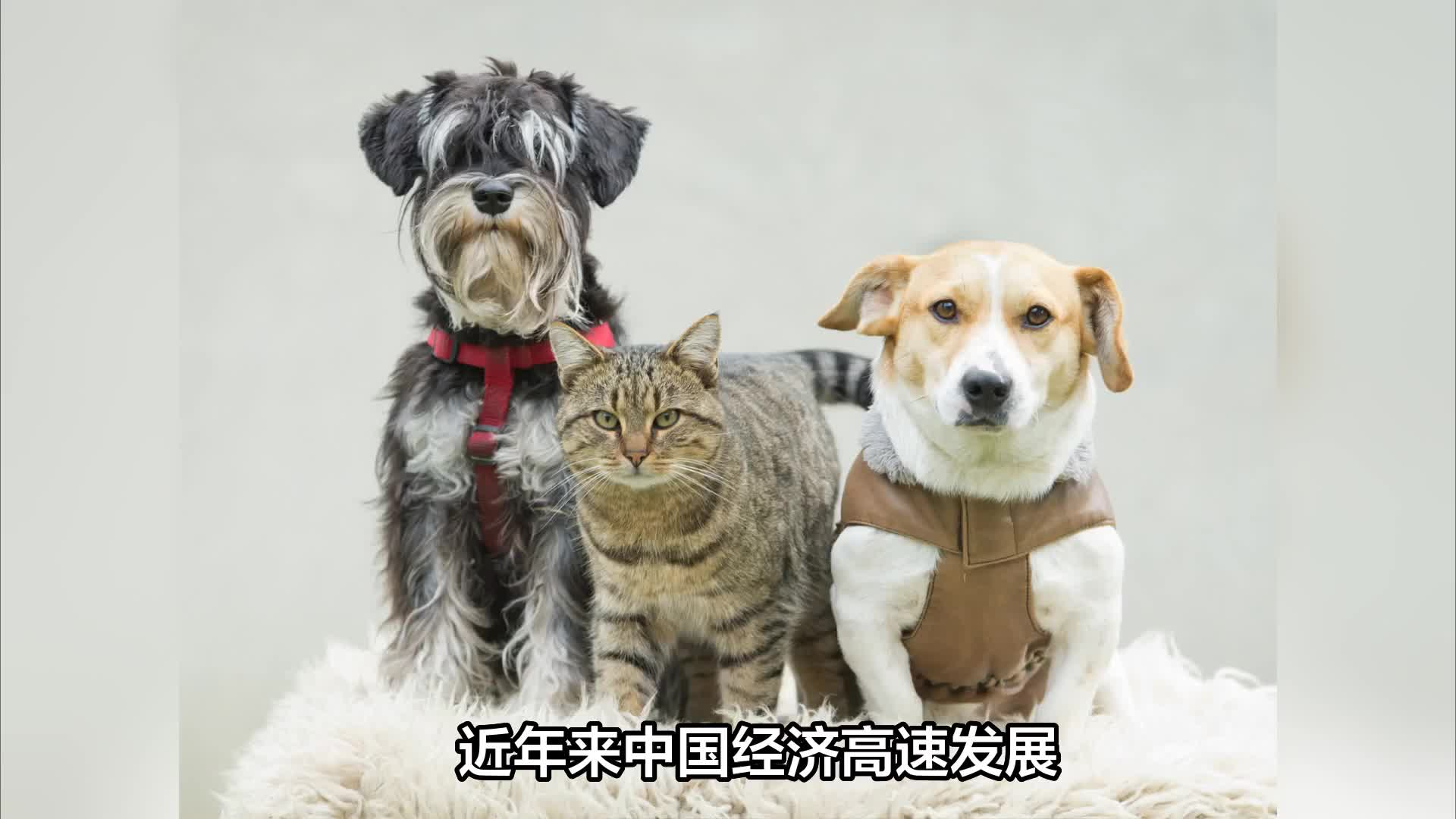 00后养宠人数约两千万，宠物经济大火怎么看？