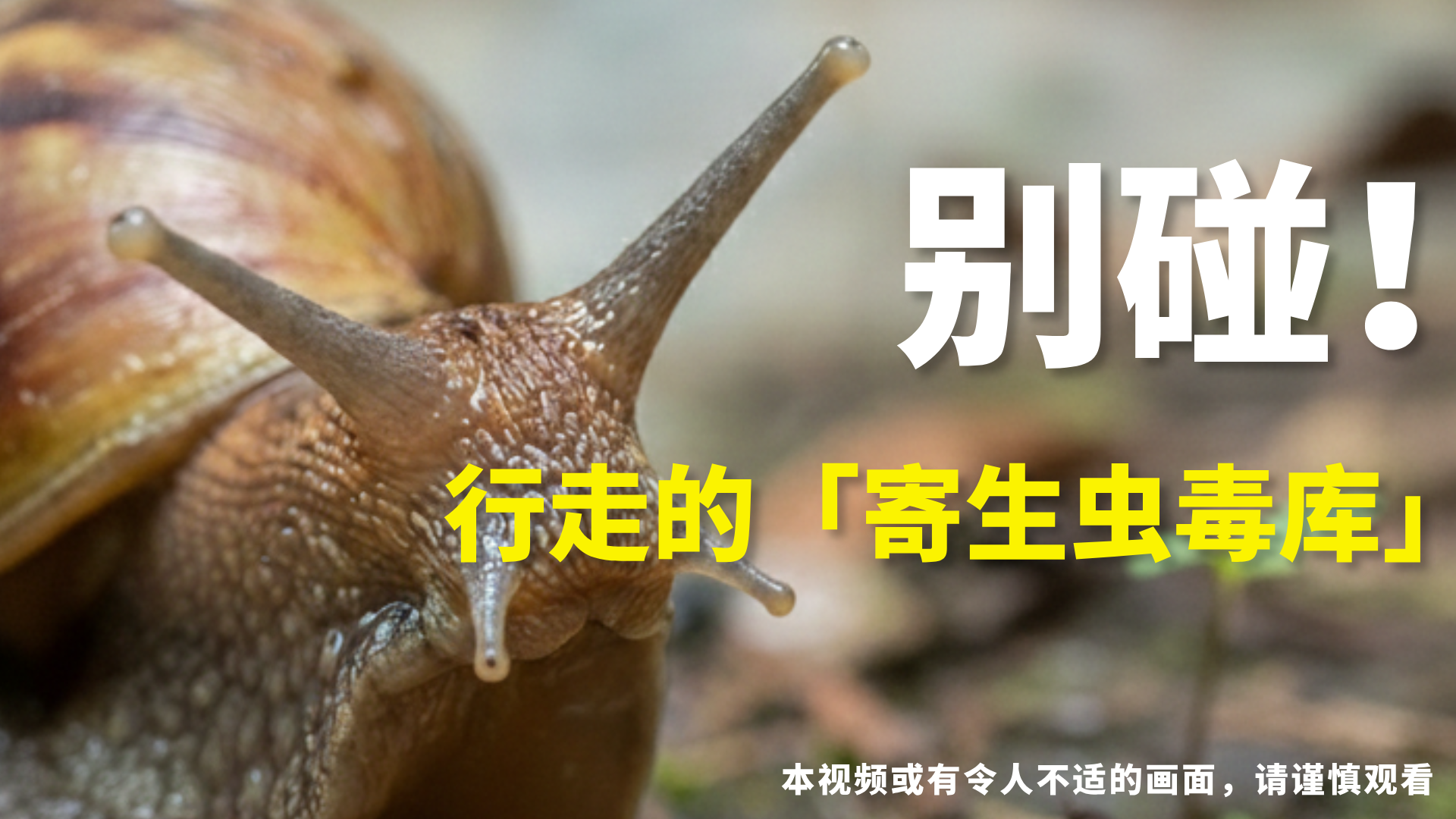 非洲大蜗牛，危险的萌宠 ｜生物调查局 02