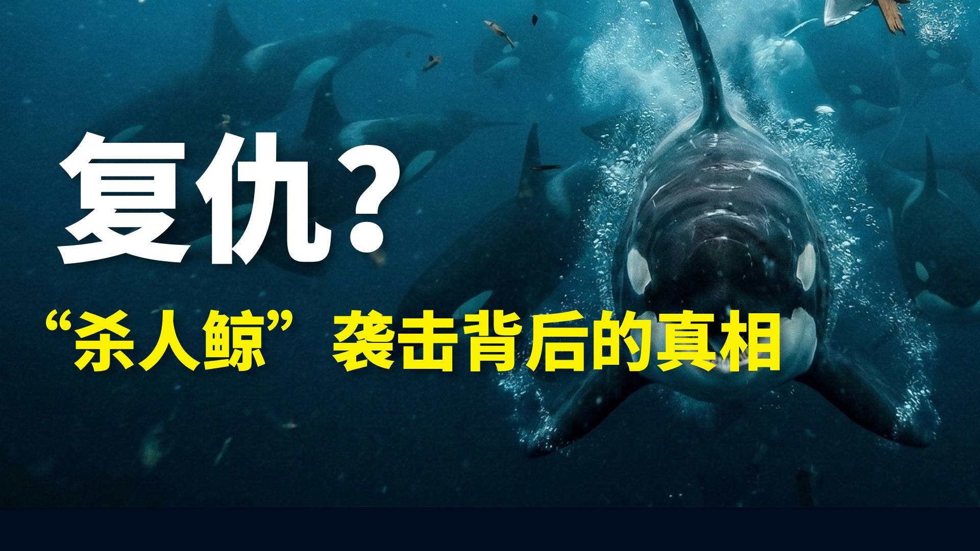 虎鯨，我們錯(cuò)怪你了！｜生物調(diào)查局03