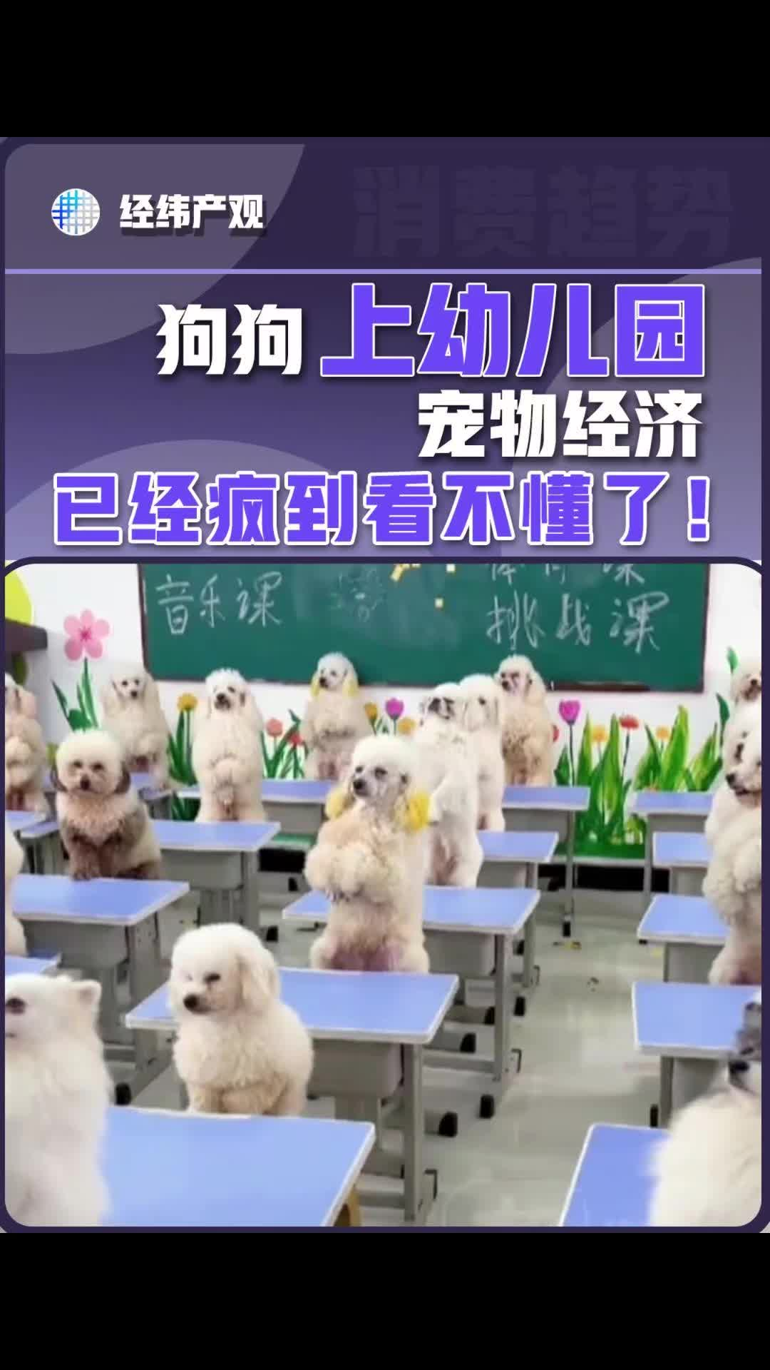 狗狗上幼兒園？寵物經(jīng)濟(jì)已經(jīng)瘋到看不懂了！