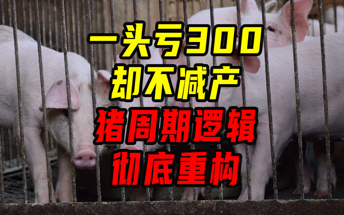 一头亏300却不减产！猪周期逻辑彻底重构