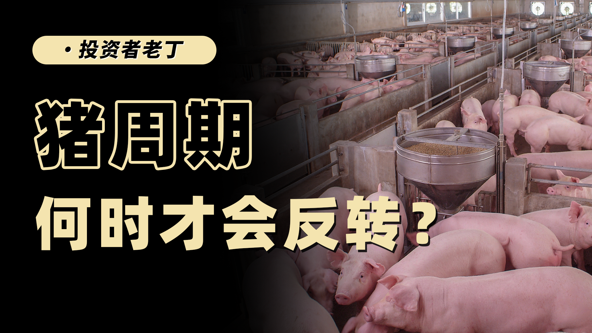 猪价暴跌，2026年猪周期有哪些不一样？走到哪个阶段了？