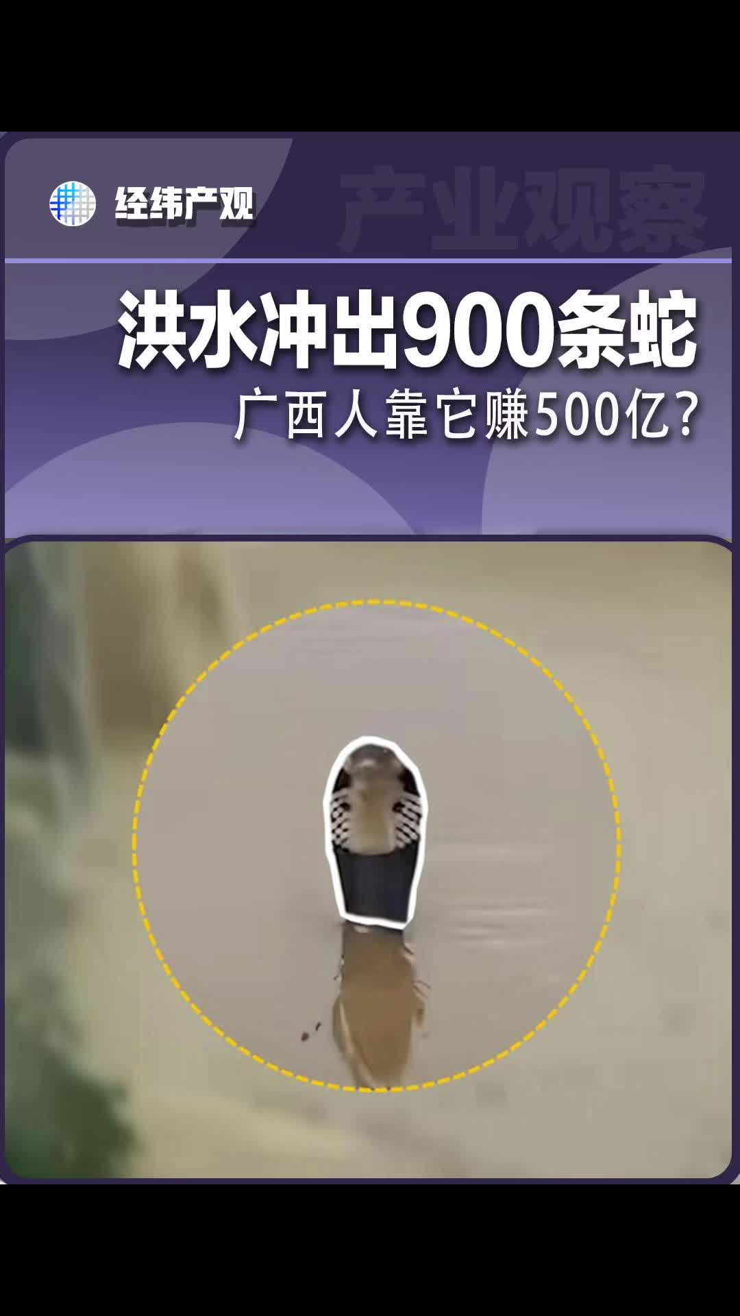 洪水冲出900条蛇，广西人靠它赚500亿？